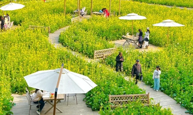 有机农场 + 文旅：解锁乡村新玩法