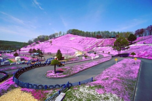 20191120957349.jpg 展会-花海.jpg