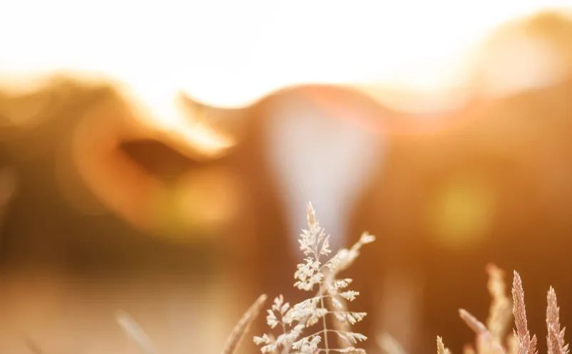 疫情常态化背景之下,形成新的旅游模式 疫情常态化背景之下,形成新的旅游模式