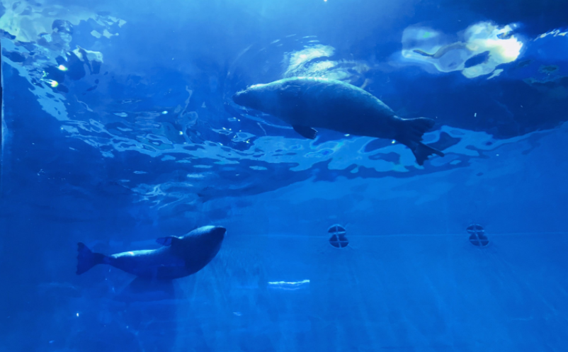 海洋馆年卡管理系统 海洋馆年卡管理系统